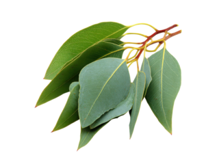 Green eucalyptus leaves with red stem image, Isolated On Png Transparent Background