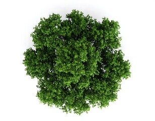 Obraz premium Overhead view of a lush green tree (2)