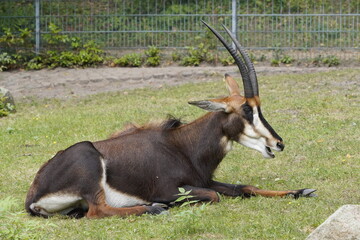 A sable antelope (Hippotragus niger) with its long horns lies in the grass of the African steppe.
