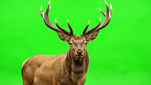 deer on a green background