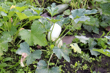 Ripening zucchini ripen in a bed on a summer evening in the garden - horizontal color photo, close-up