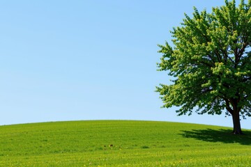 Green Field and Tree Under a Clear Blue Sky - Serene Landscape