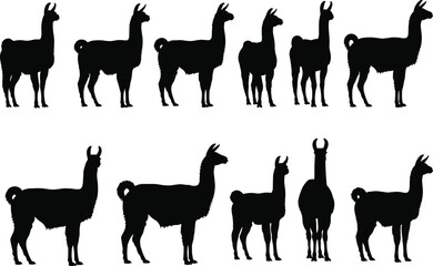 Llama silhouette vector set, alpaca black outline, farm animal illustration, South American wildlife design, standing llama clipart graphic