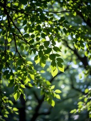 Sunlit Green Leaves Canopy: A Natural Background