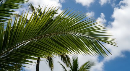 Fototapeta premium Palm tree leaves against a blue sky with clouds.