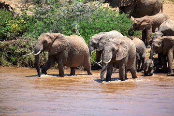 Herd of thirsty African elephants at a riverbank at the Samburu national park in Kenya