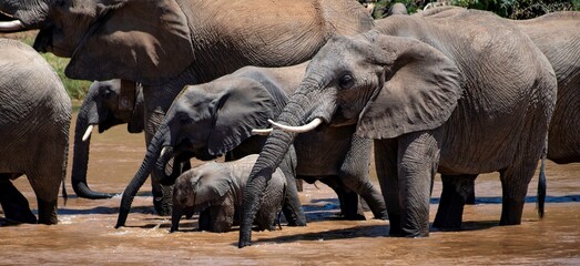 Herd of thirsty African elephants at a riverbank at the Samburu national park in Kenya