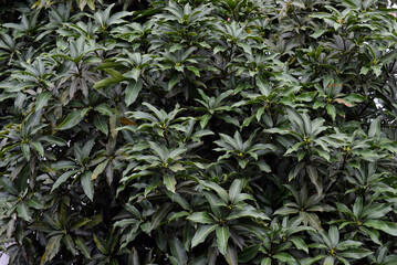 A background photo of  fresh green mango leaves spread in the whole frame