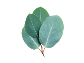Three oval eucalyptus leaves with visible veins on black green blue, Isolated On Png Transparent Background