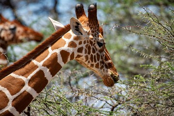 Giraffe portrait in the Savannah of the Samburu national park in Kenya