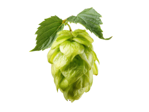 Green hop cone with leaves isolated on black background leaf plant, Isolated On Png Transparent Background