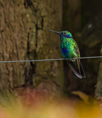 Colibrí