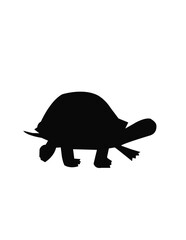 vector illustration of a turtle