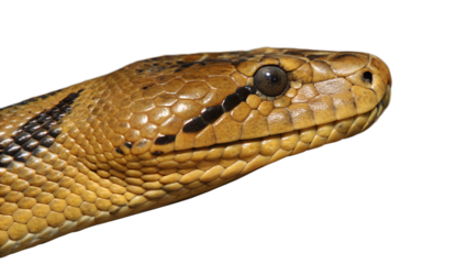 Detailed snake skin texture close-up.