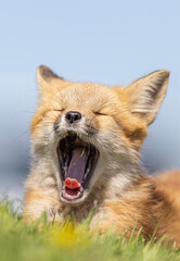 Red fox kit yawning