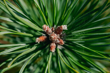 Close up of young pine tree needles and buds with resin, macro view of evergreen conifer growth in spring forest nature