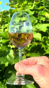 Wineglass with white wine in hand on Green grape leaves in vineyard. Glass of wine on Grape leaves background. Tasting white wine in vineyard vines. Blank Wine glass on green growing grapes.