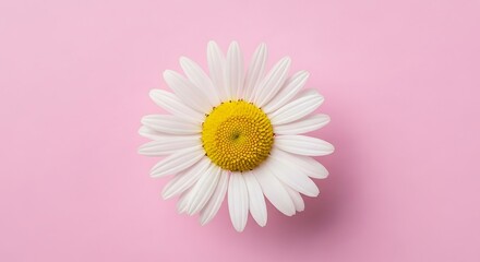 Single White Daisy Flower on Pink Background.