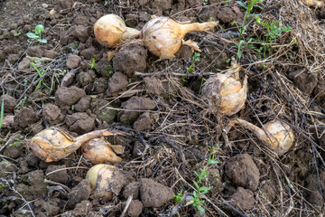 Fototapeta premium Freshly harvested onions lying on soil in farmland close up, organic vegetables from countryside agriculture and healthy food concept