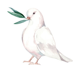 Watercolor illustration of white dove with a green olive branch in its beak. Hand made peace symbol