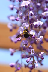 クマバチに蜜を吸われる藤