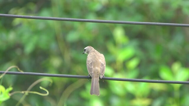 yellow vented bulbul (Pycnonotus goiavier) in Malaysia, Borneo. January