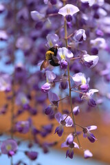 紫色の花が咲いています
