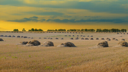 Obraz premium Golden Field of Haystacks at Sunset