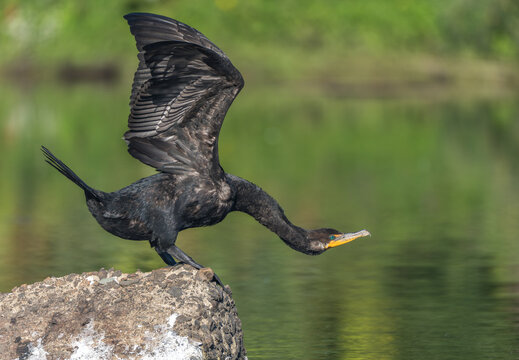 black double crested cormorant perched on a rock on a pond a stretching out its neck and wings - Powered by Adobe