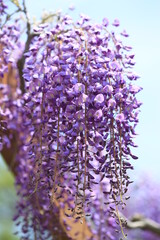 紫の藤の花のある風景