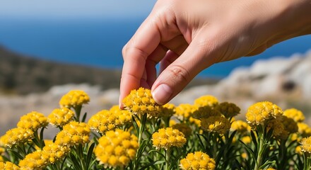 Hand gently touching yellow flowers in a garden by the sea.