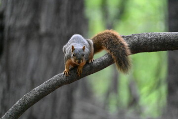 Squirrel
