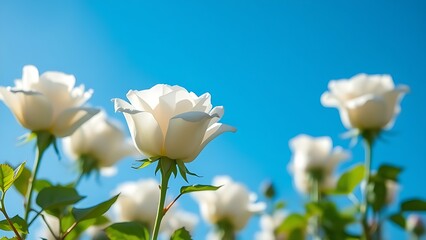Delicate white roses against a clear blue sky, kissed by soft sunlight with gentle shadows.