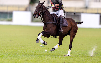 Dynamic polo player after the ball in a polo game