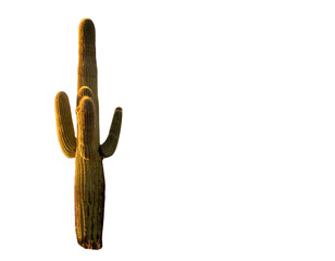  Towering Desert Giant Cactus PNG Isolated