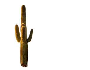  Towering Desert Giant Cactus PNG Isolated
