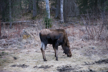 moose in the woods