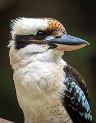 Close-up profile of a Kookaburra (1)