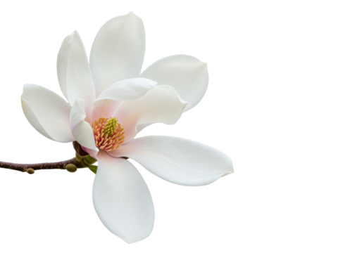 transparent magnolia flower perfectly bloomed with subtle pink and yellow details, isolated on transparent studio background with soft bokeh, concept of pure natural elegance