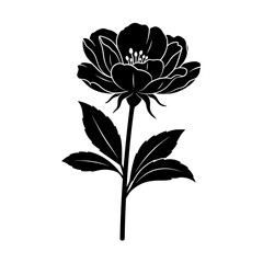 Elegant black silhouette of a blooming flower with leaves