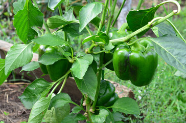 Vibrant Green Bell Pepper Plant with Ripe Fruits in a Garden