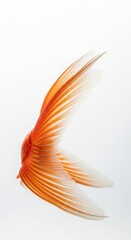 Obraz premium Close-up view of the graceful tail fin of a goldfish in vibrant orange and white, highlighting its flowing lines and delicate structure with elegant color palette and clean backdrop