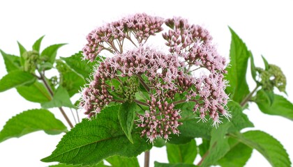 Close-up of vibrant pink flowers with green leaves
