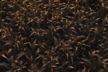 3d Rendering of green cornfield in evening sunlight. 