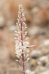 Drimia maritima