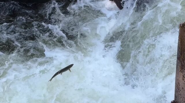 Salmon Jumping in a River in Ketchikan Salmon Walk