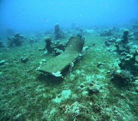 scuba diver and coral reef