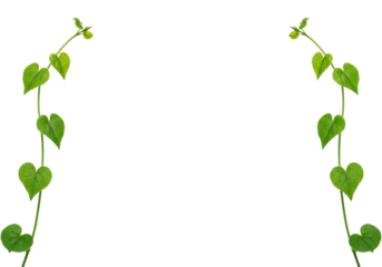 Two vibrant green botanical vines with elegant, subtly heart-shaped leaves gracefully ascending on a transparent background, high-key studio photo, ample copy space, concept of sustainable growth and