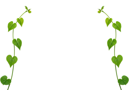 Two vibrant green botanical vines with elegant, subtly heart-shaped leaves gracefully ascending on a transparent background, high-key studio photo, ample copy space, concept of sustainable growth and