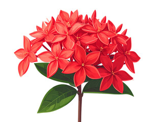  Red Ixora Floral Vector Illustration Isolated 